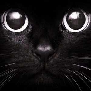 Meet your Posher, Ingrid elisabeth